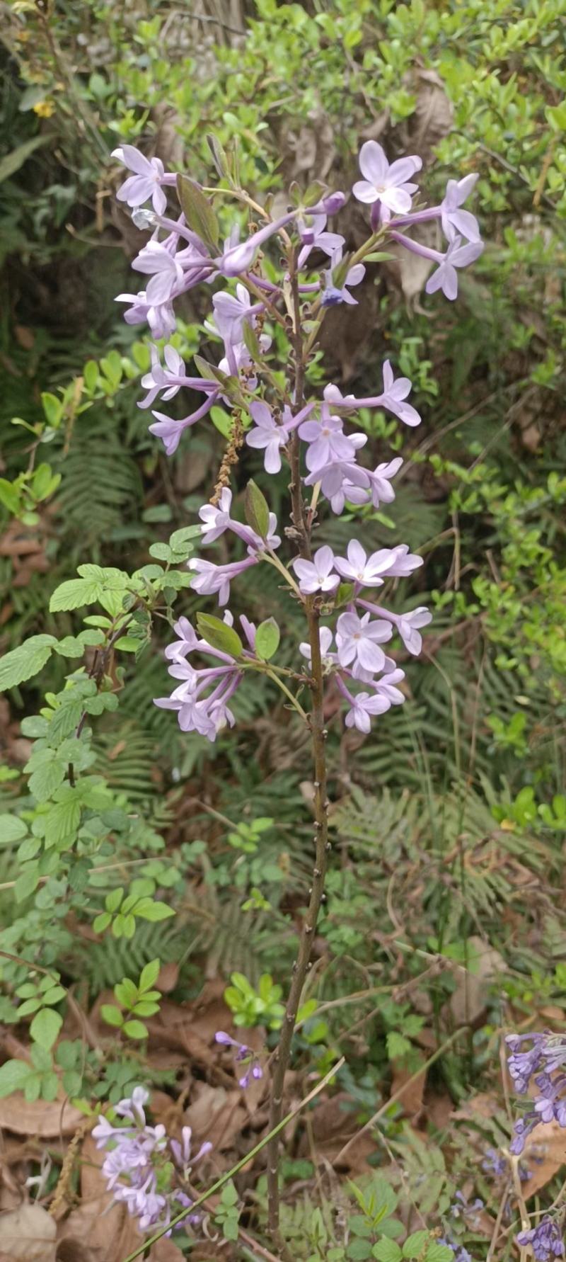 纯野生石韦(扯拉拢，金星草，石兰，石苇)