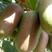 软枣猕猴桃维C果王，营养超高，理想的保健水果