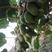 软枣猕猴桃维C果王，营养超高，理想的保健水果