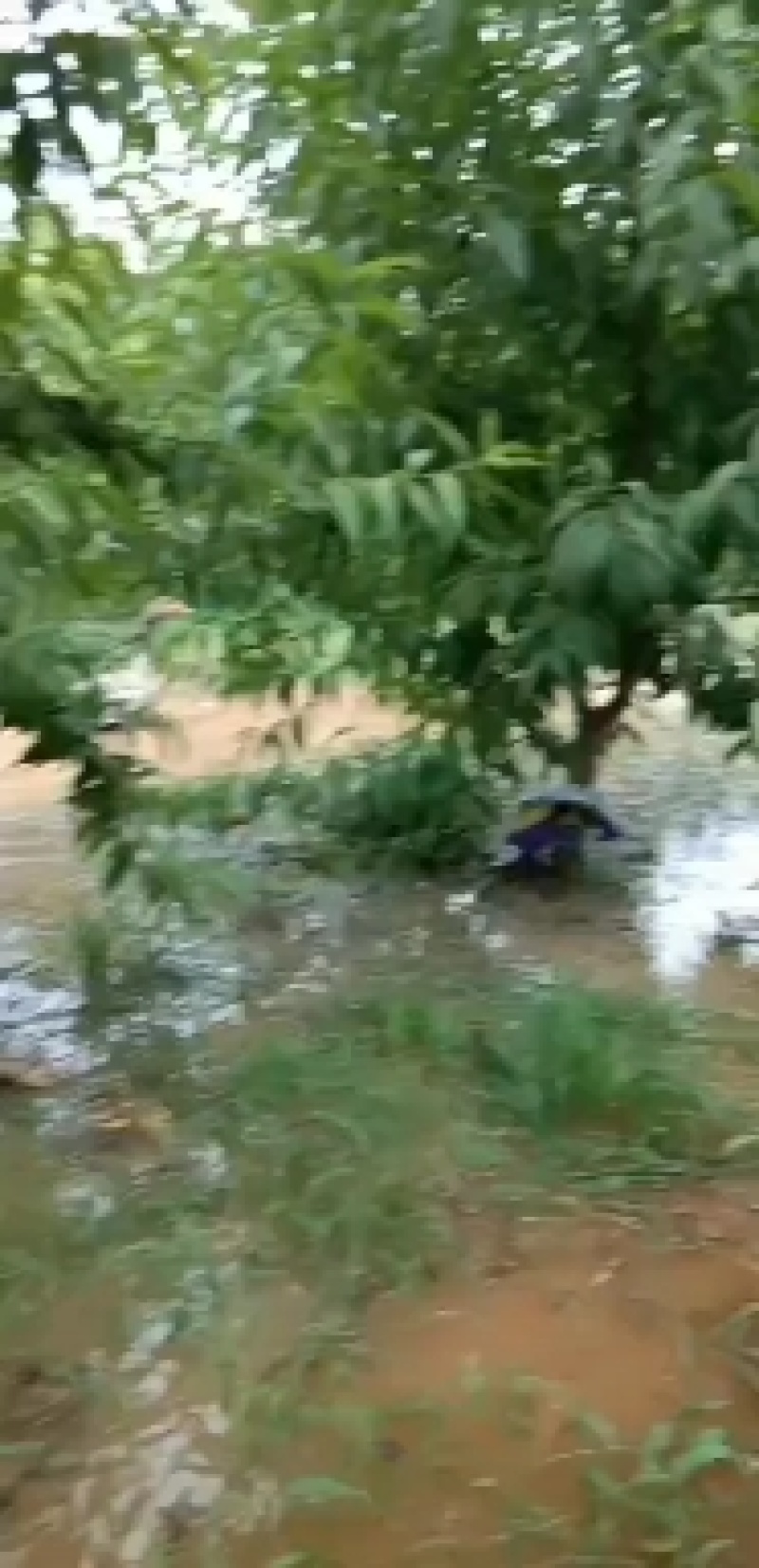 油桃，毛桃