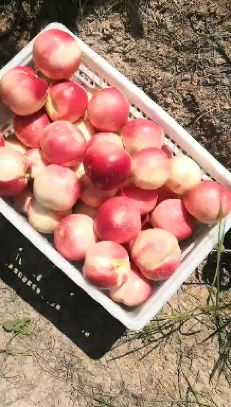 油桃，毛桃