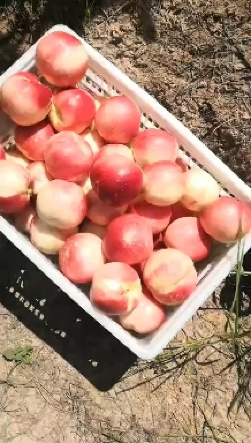 油桃，毛桃