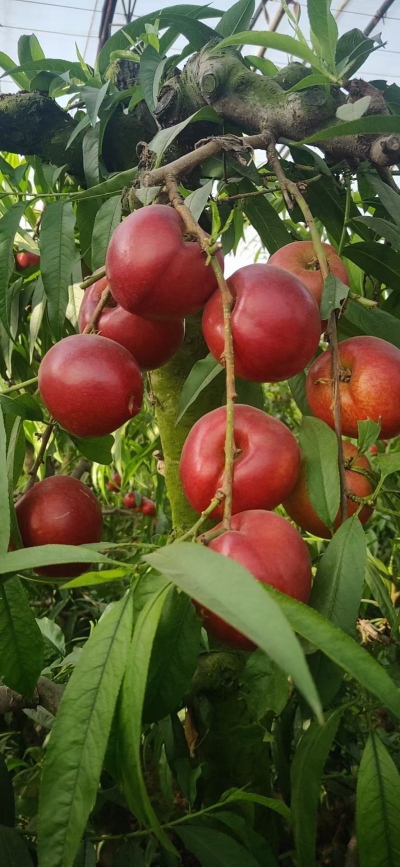 油桃，毛桃