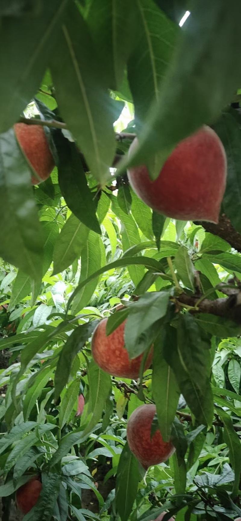油桃，毛桃