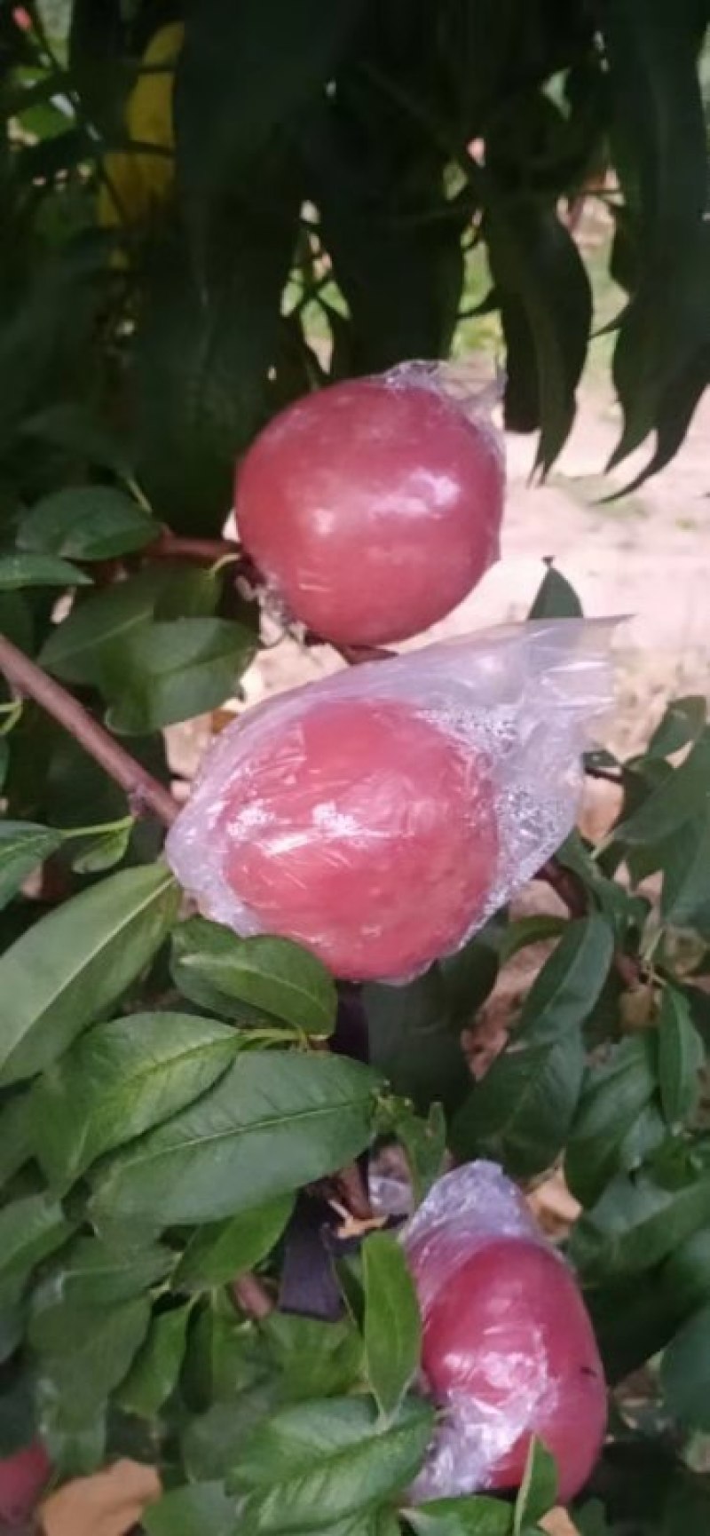 油桃，毛桃