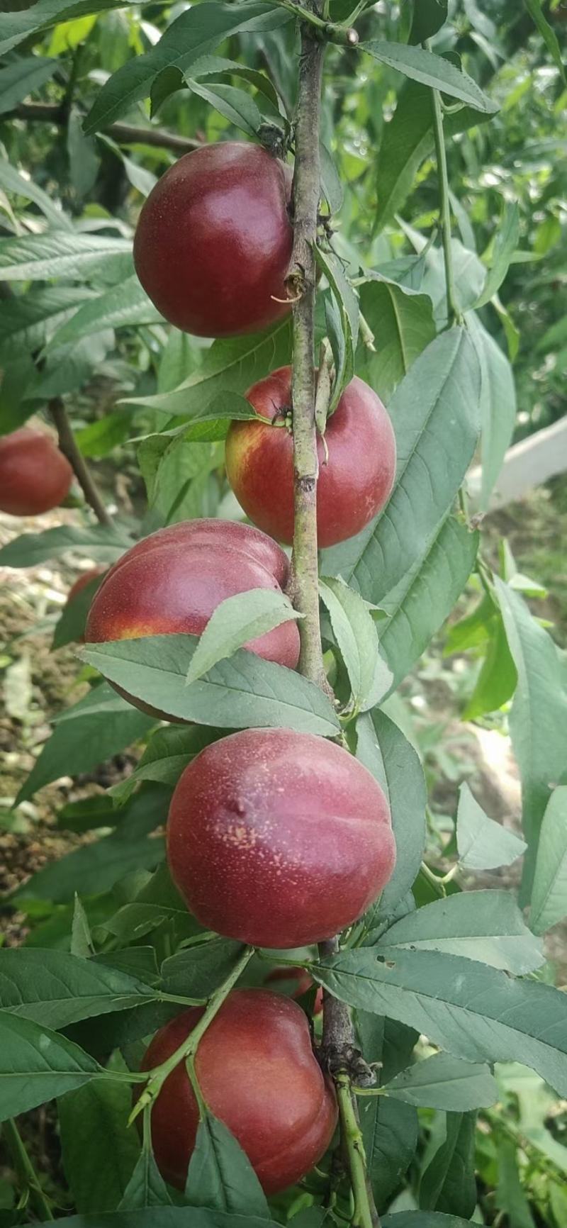 油桃，毛桃