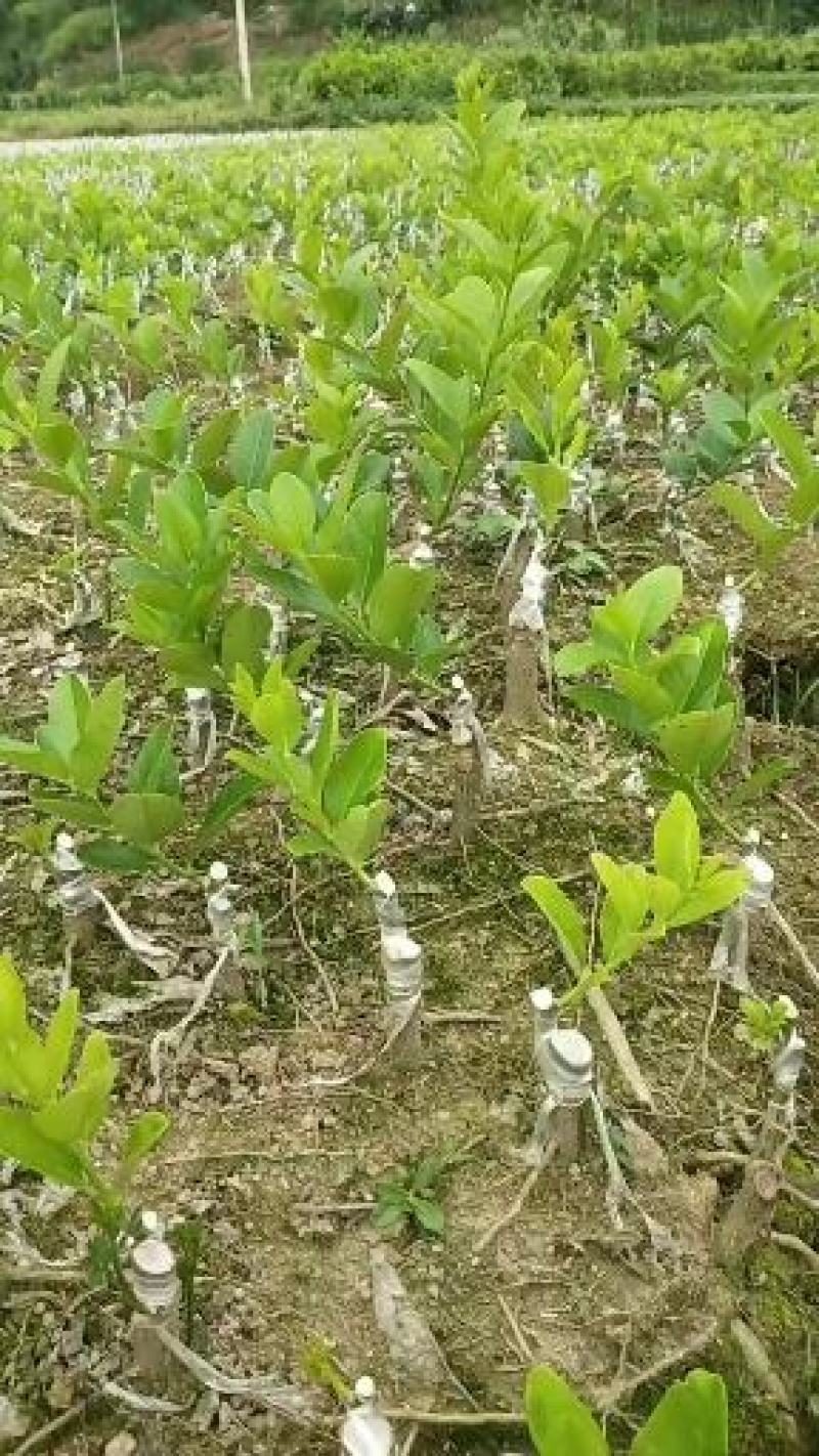 广东无核香水柠檬苗，四季开花结果，家庭果园清香无核水分足