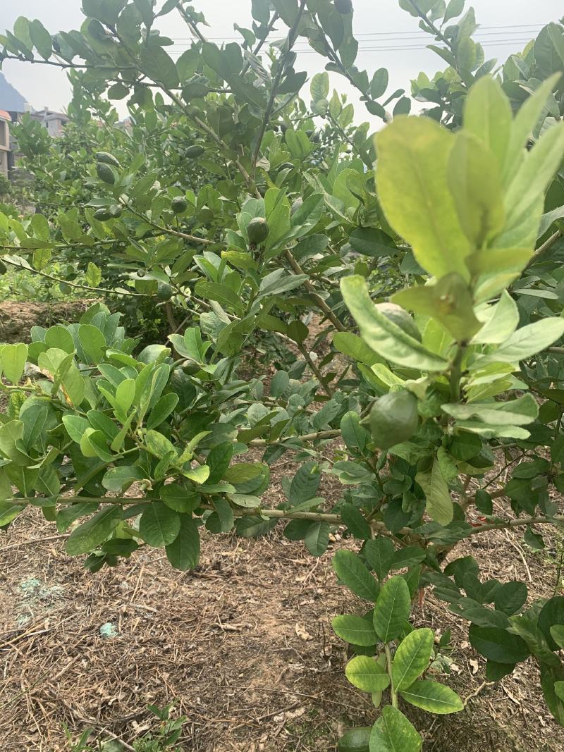 广东无核香水柠檬苗，四季开花结果，家庭果园清香无核水分足