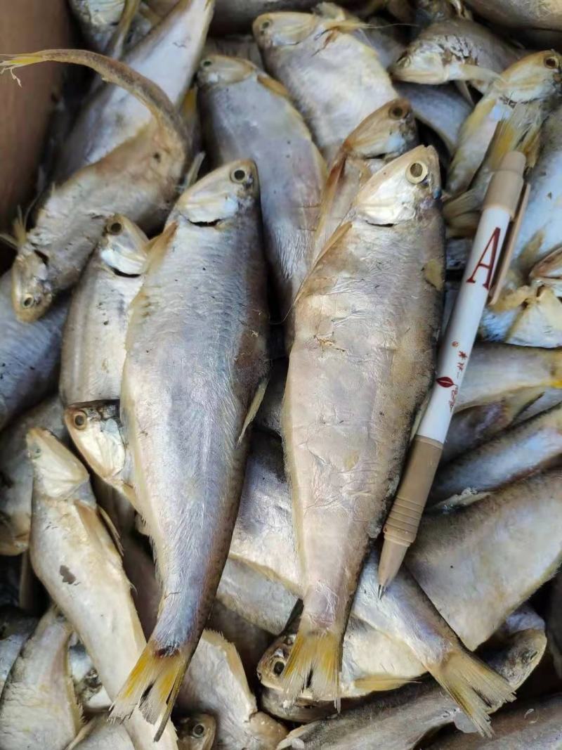 马囗鱼干腌制咸鱼油扣鱼1箱13斤左右产地直销大量现货供应