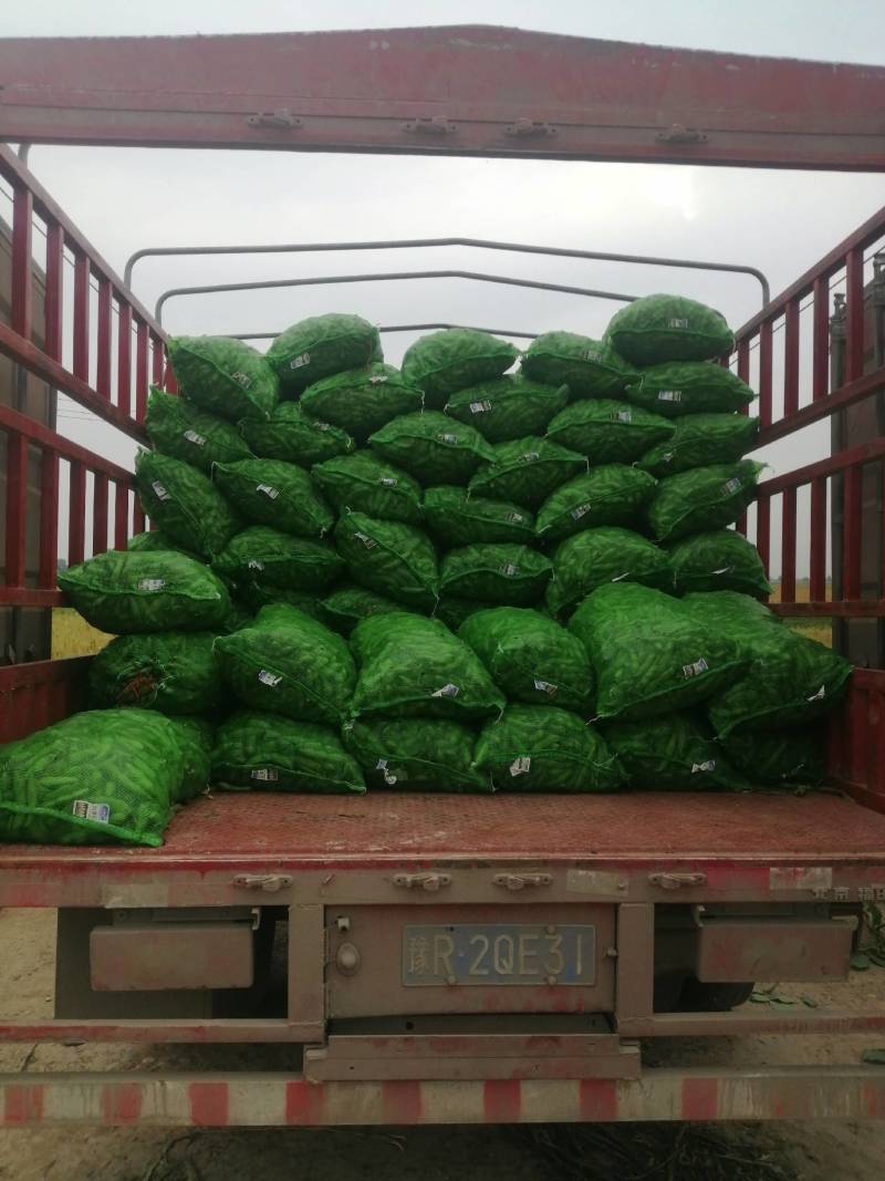 【推荐】大白皮蚕豆早大白和七星豆都有;青米白米都有