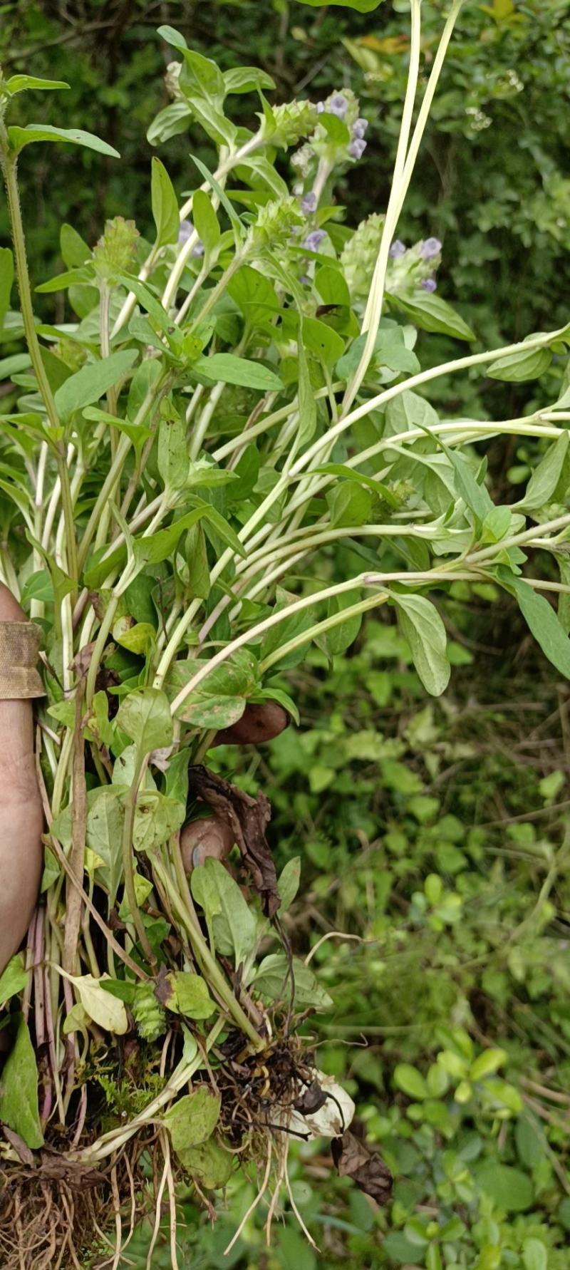 纯野生新鲜瓜子金(辰砂草，金钥匙，瓜子草，产后草)