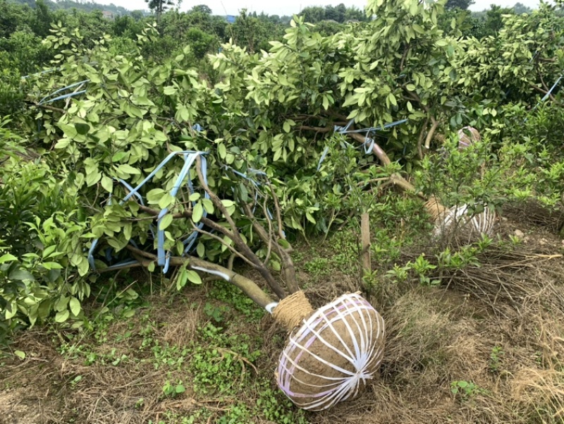 四川香泡柚子树桔子树大量供应易存活基地苗