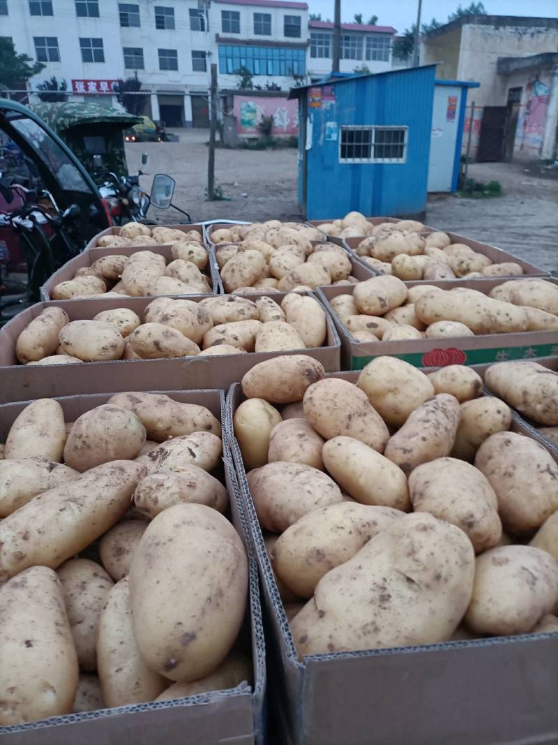 荷兰十五，发，河北，新疆，厦门，全国发货