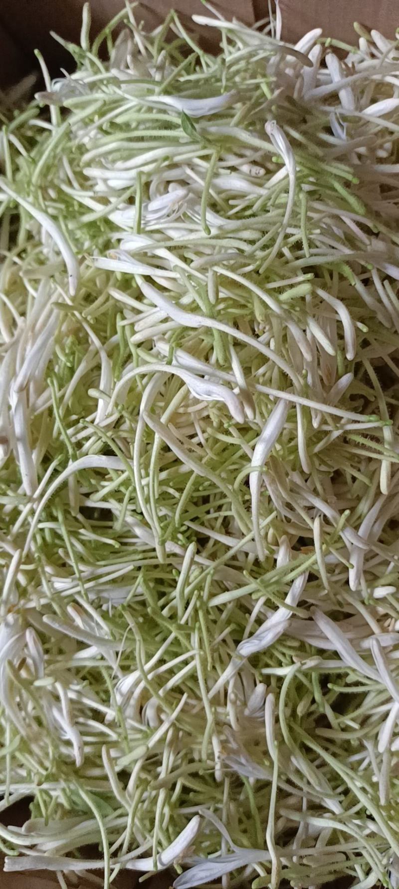 八月瓜（牛腰子果，狗腰子，八月炸，通草果）