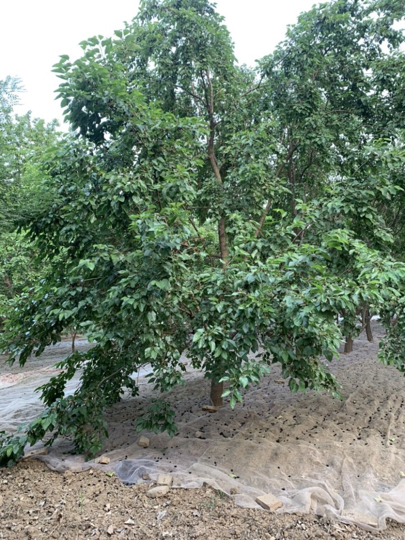 【优选】黑珍珠桑葚特点甜度高，酿酒，榨汁日供50吨
