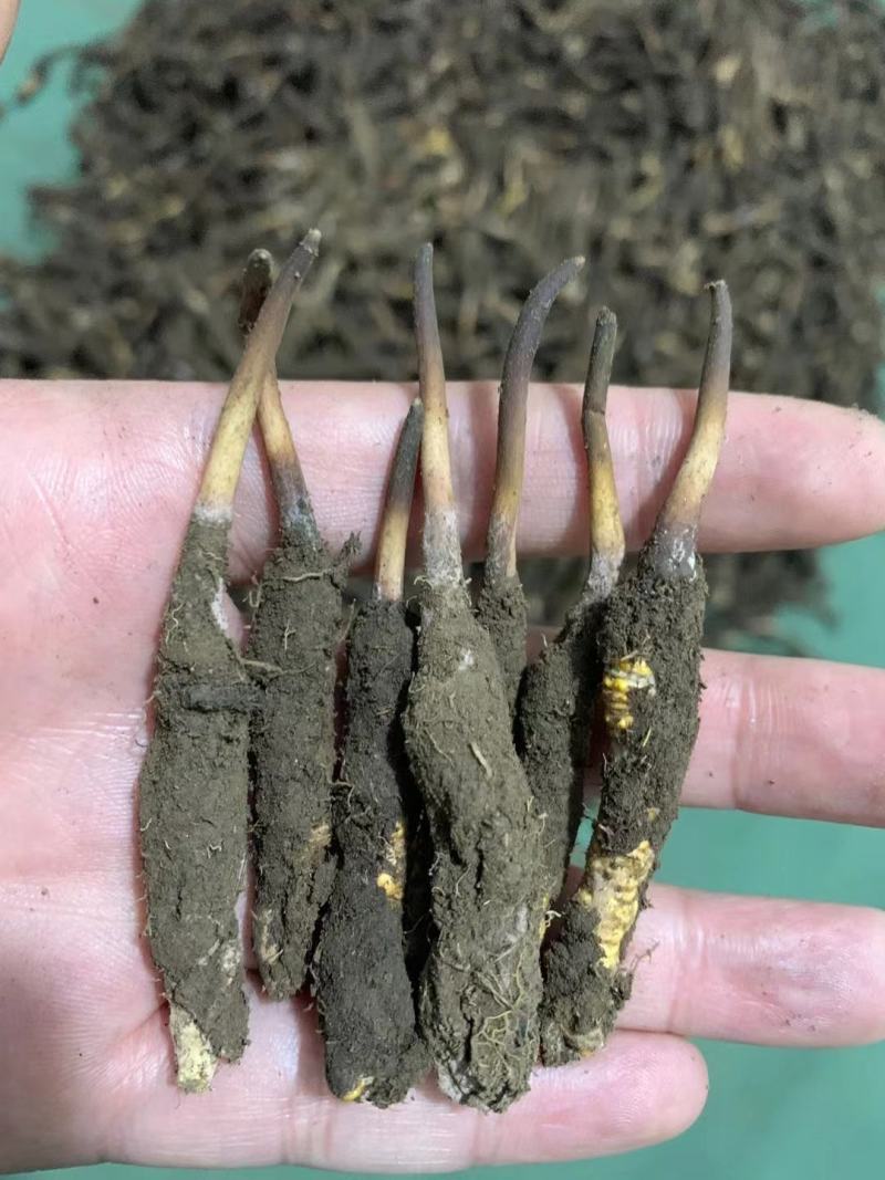 冬虫夏草西藏新鲜冬虫夏草顺丰空运包邮招代理