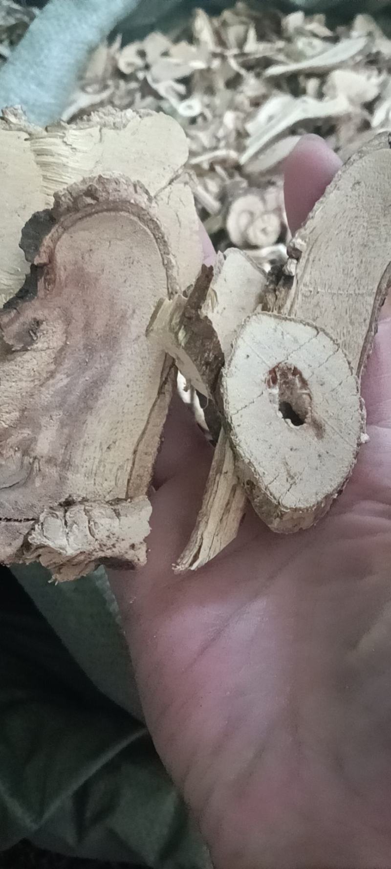 空心带刺南蛇藤（又名青蛇簕）