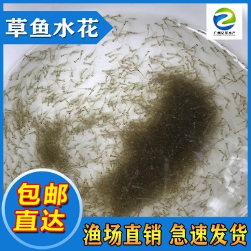 抗病毒草鱼水花罗非水花基地直销全国发货预订生产