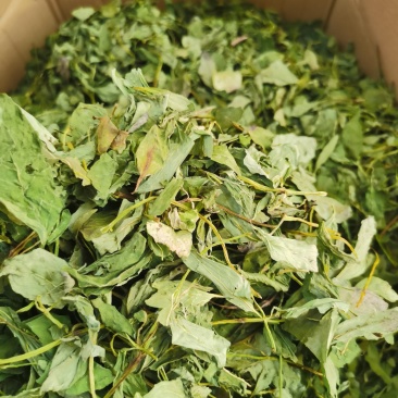 薄荷叶，薄荷叶茶新货，颜色青，打粉需要的客户欢迎咨询。