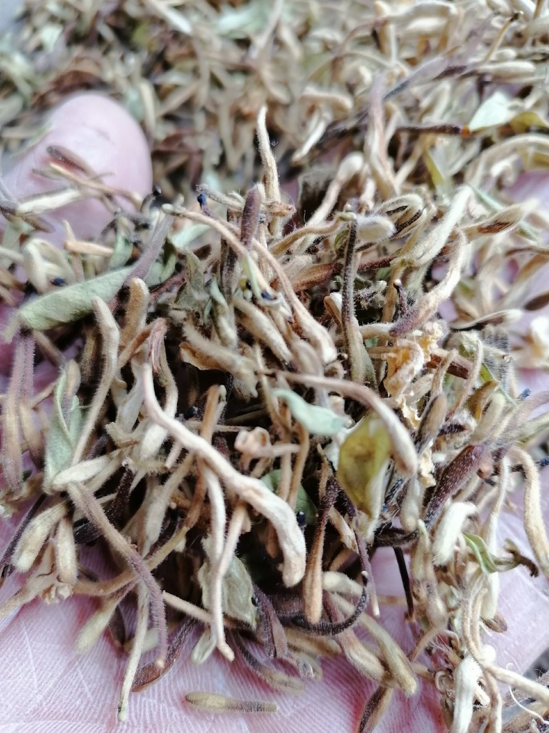 金银花