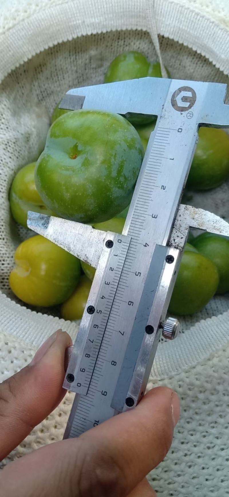 李子贞丰四月李青翠李欢迎欢迎热烈欢迎欢迎