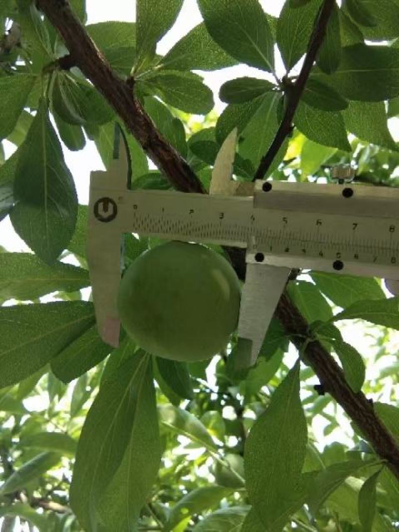 李子贞丰四月李青翠李欢迎欢迎热烈欢迎欢迎