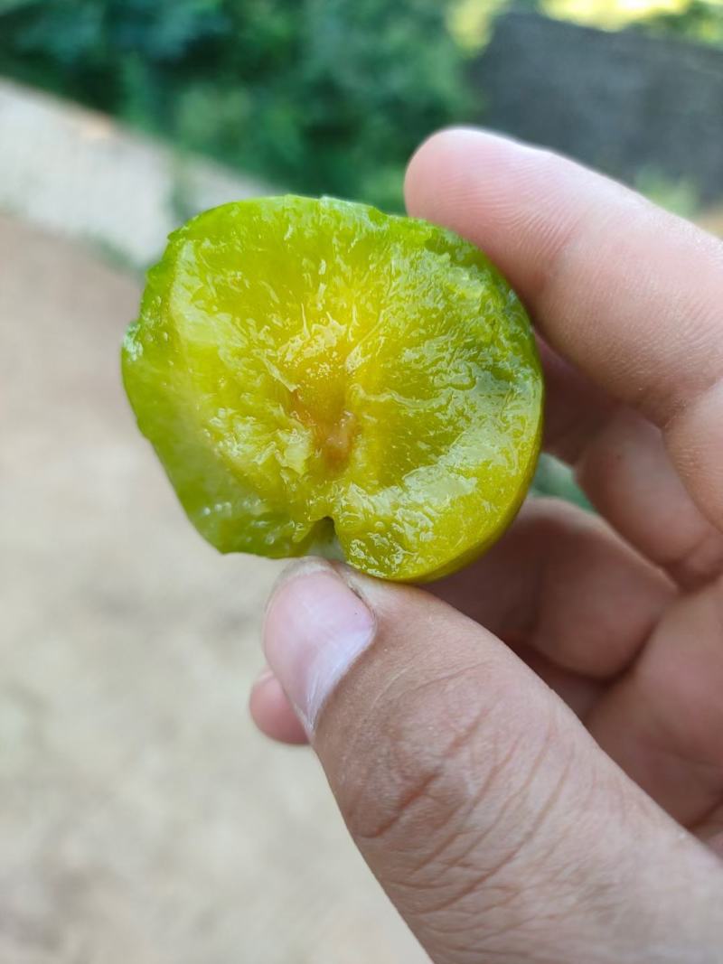 李子贞丰四月李青翠李欢迎欢迎热烈欢迎欢迎