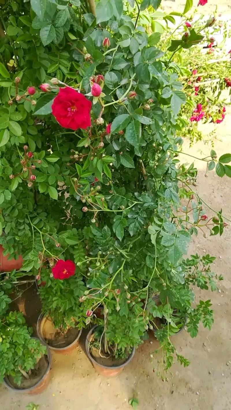 这是市场卖的红花蔷微，家庭种植不错的选择，开花爆满芳香