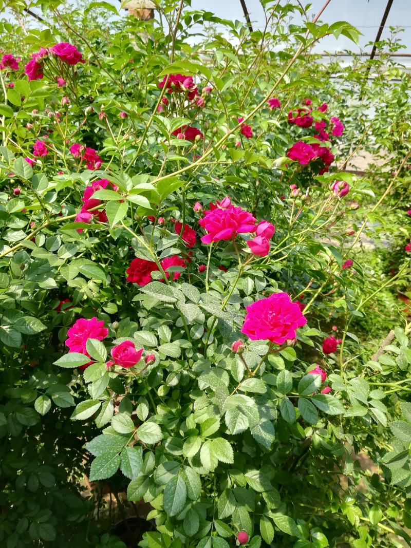 这是市场卖的红花蔷微，家庭种植不错的选择，开花爆满芳香