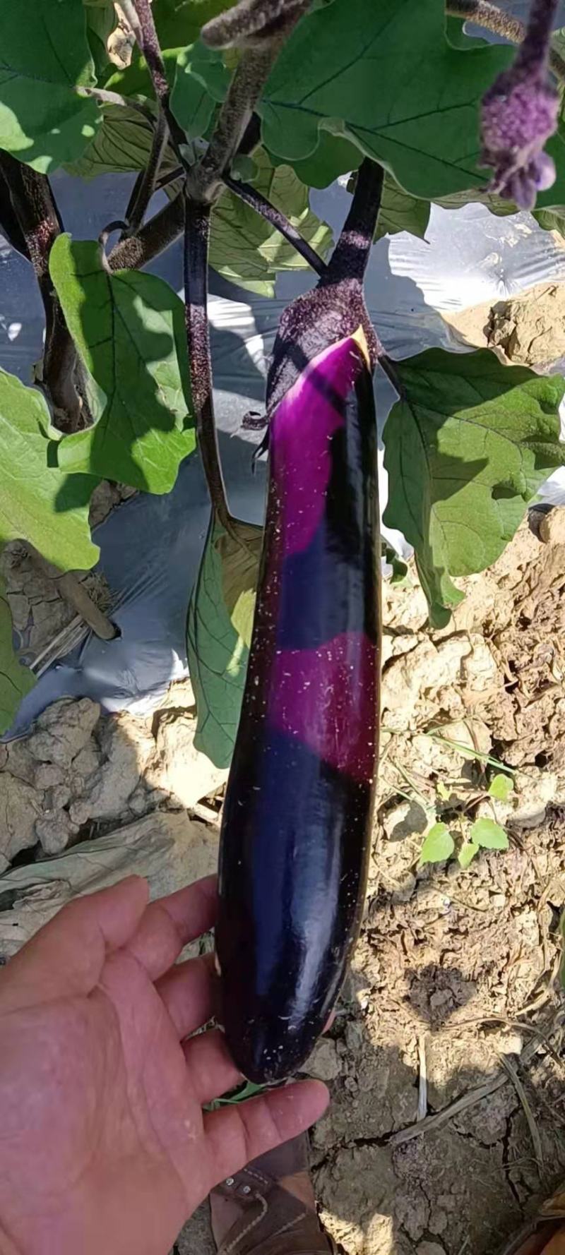 安顺烧烤茄紫红长茄大量上市中
