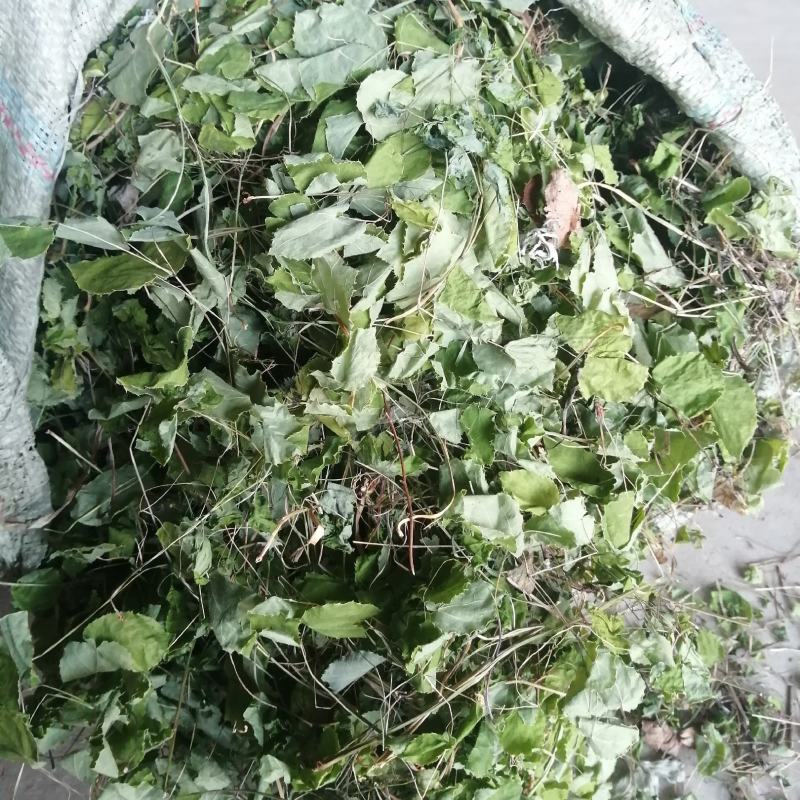 甘肃礼县农家自产淫羊藿小圆叶泡水喝礼县淫羊藿
