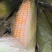 新鲜甜玉米水果玉米双色玉米鲜食玉米，一件代发，社区团购