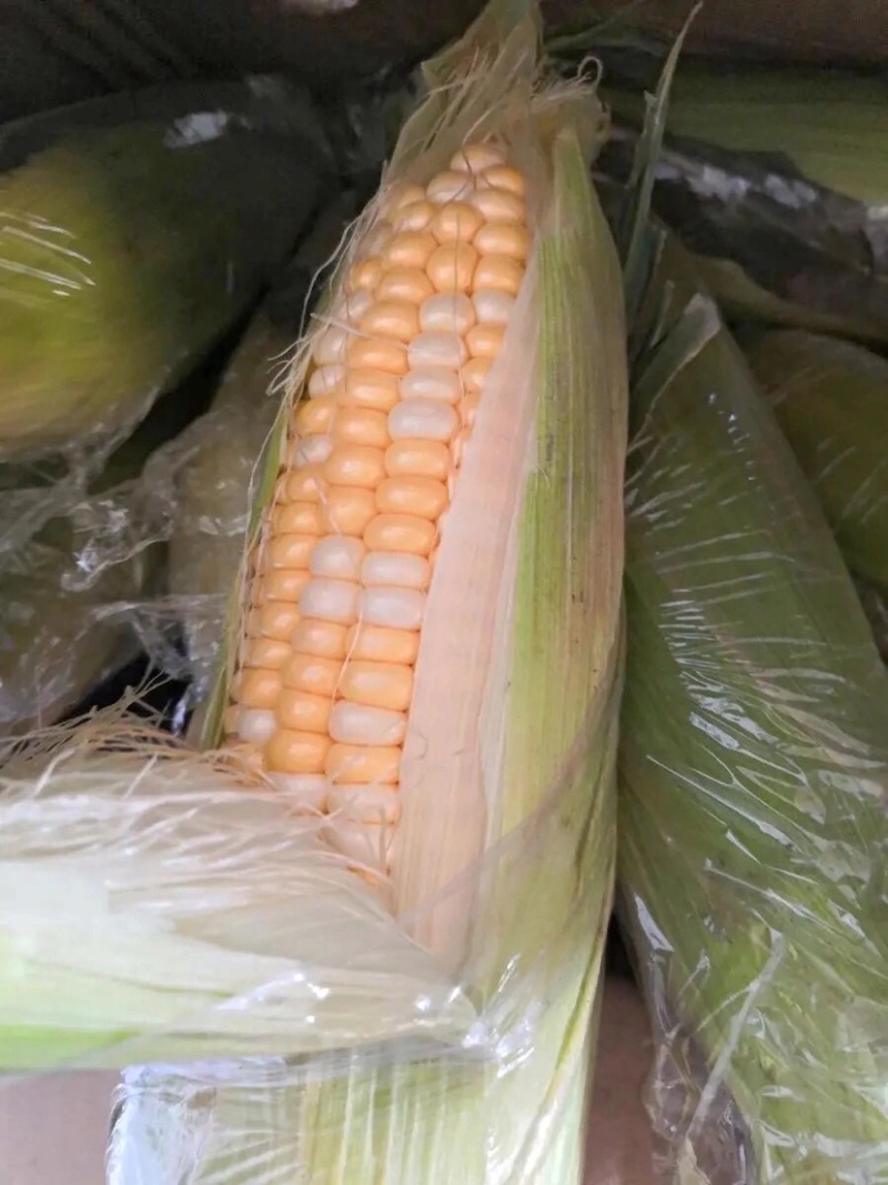 新鲜甜玉米水果玉米双色玉米鲜食玉米，一件代发，社区团购