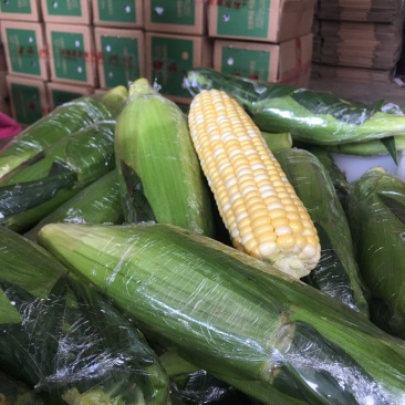 新鲜甜玉米水果玉米双色玉米鲜食玉米，一件代发，社区团购