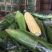 新鲜甜玉米水果玉米双色玉米鲜食玉米，一件代发，社区团购