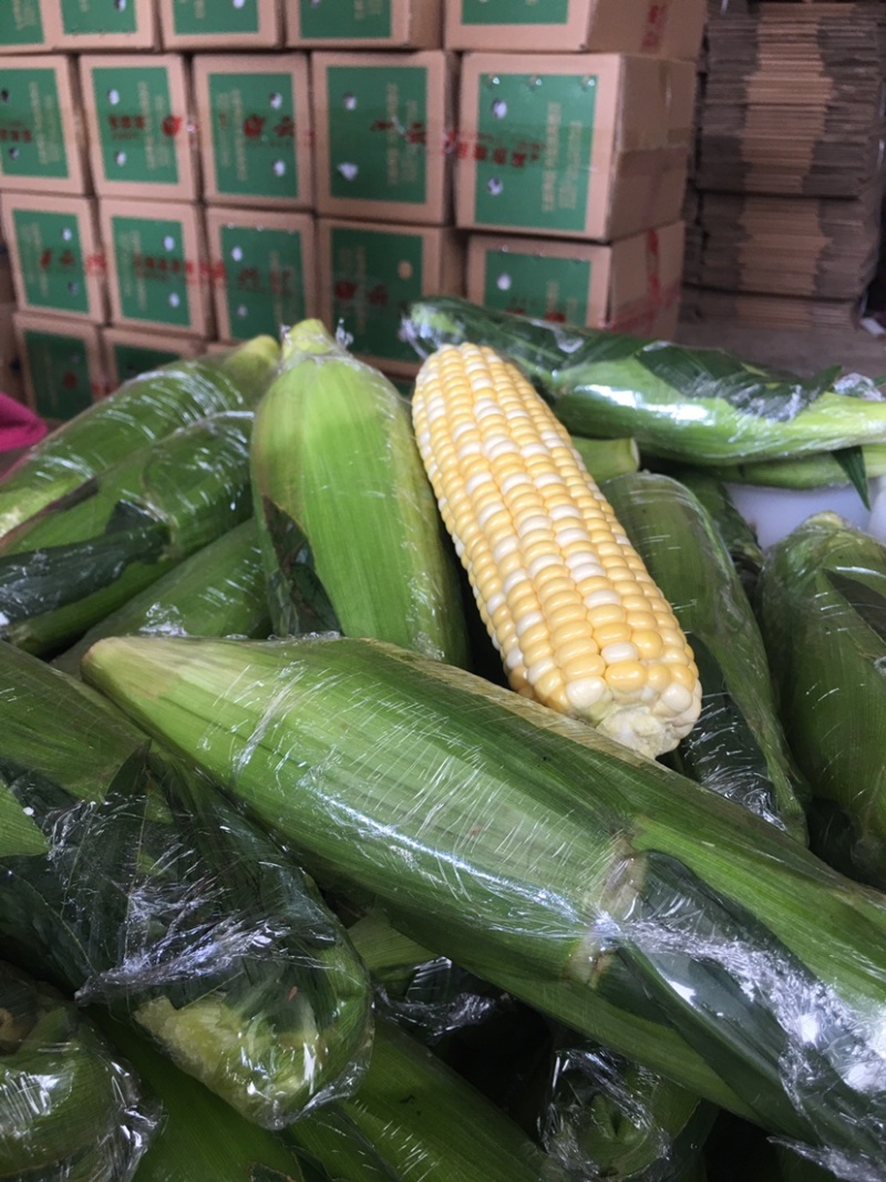 新鲜甜玉米水果玉米双色玉米鲜食玉米，一件代发，社区团购