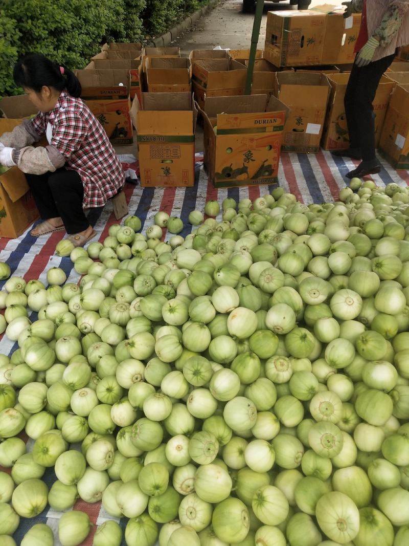 宾阳大量香瓜上市欢迎各位老板采购