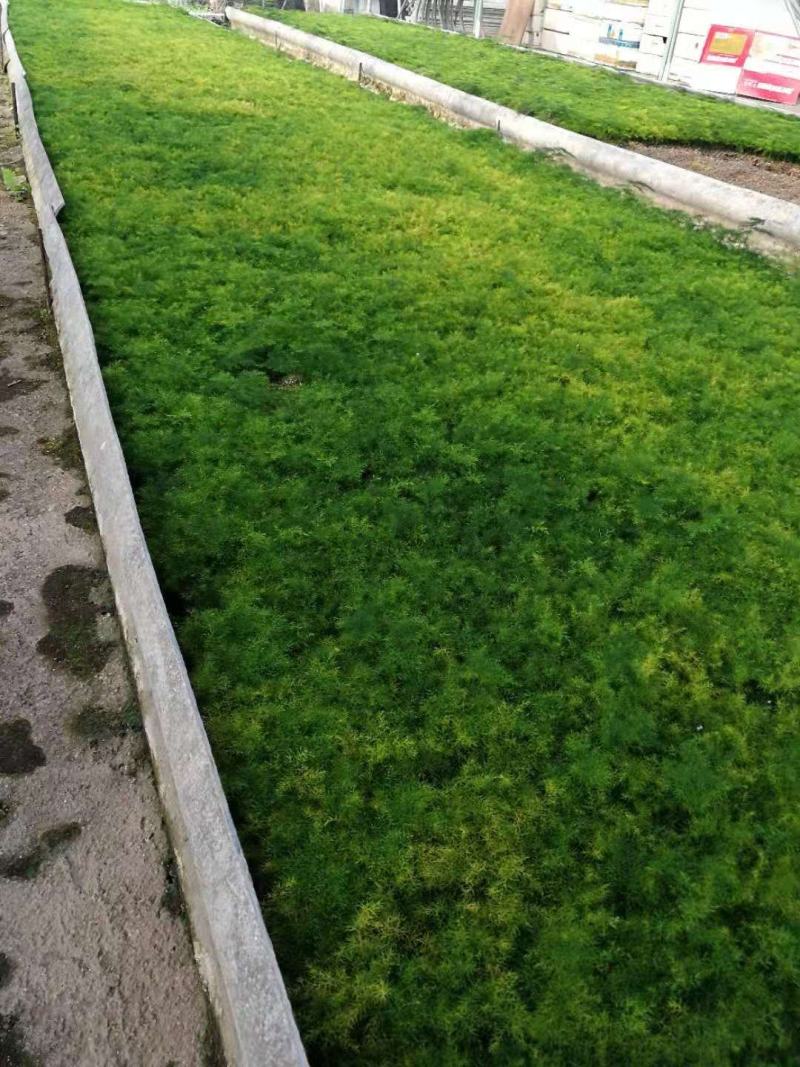 铁杆文竹8公分左右高1000棵起批除了偏远地区包
