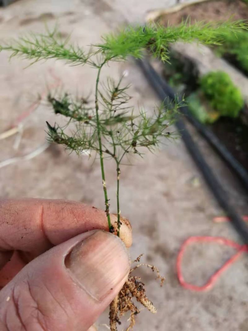 铁杆文竹8公分左右高1000棵起批除了偏远地区包