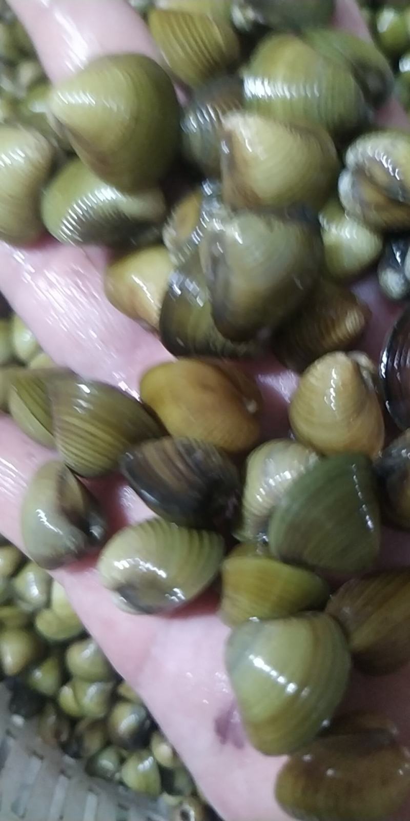 蚬子