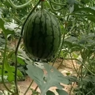 L600袖珍小吊瓜