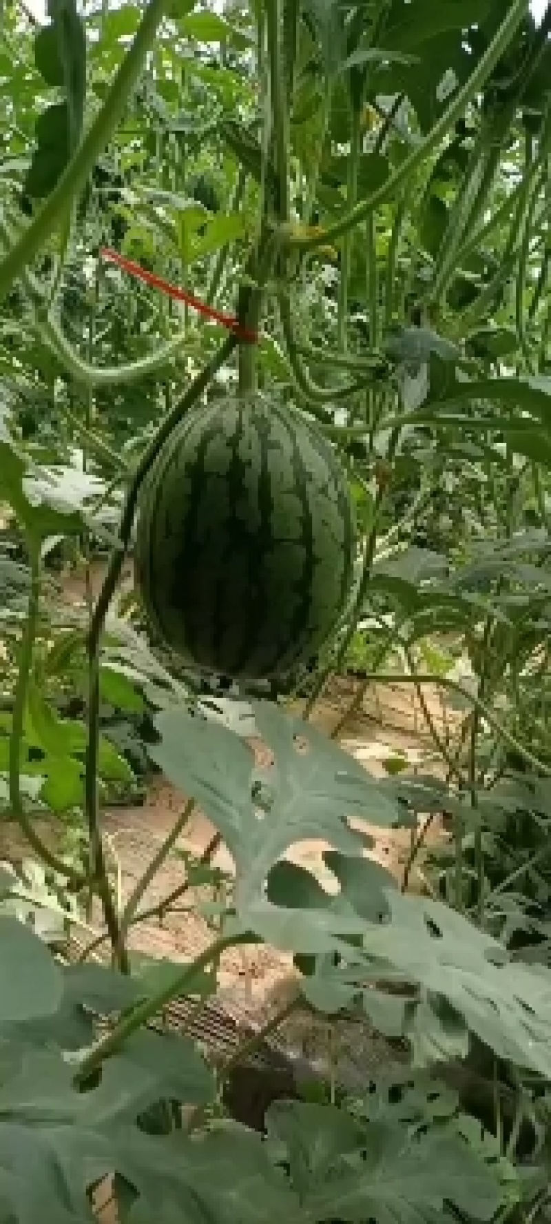 L600袖珍小吊瓜