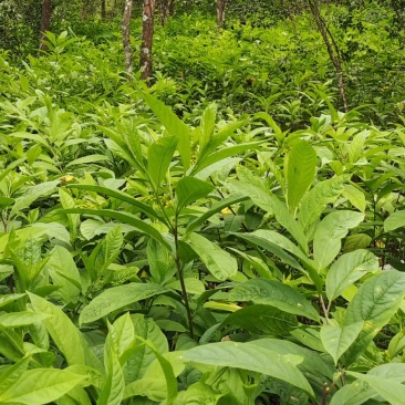黄花倒水莲黄花倒水莲苗黄花参苗