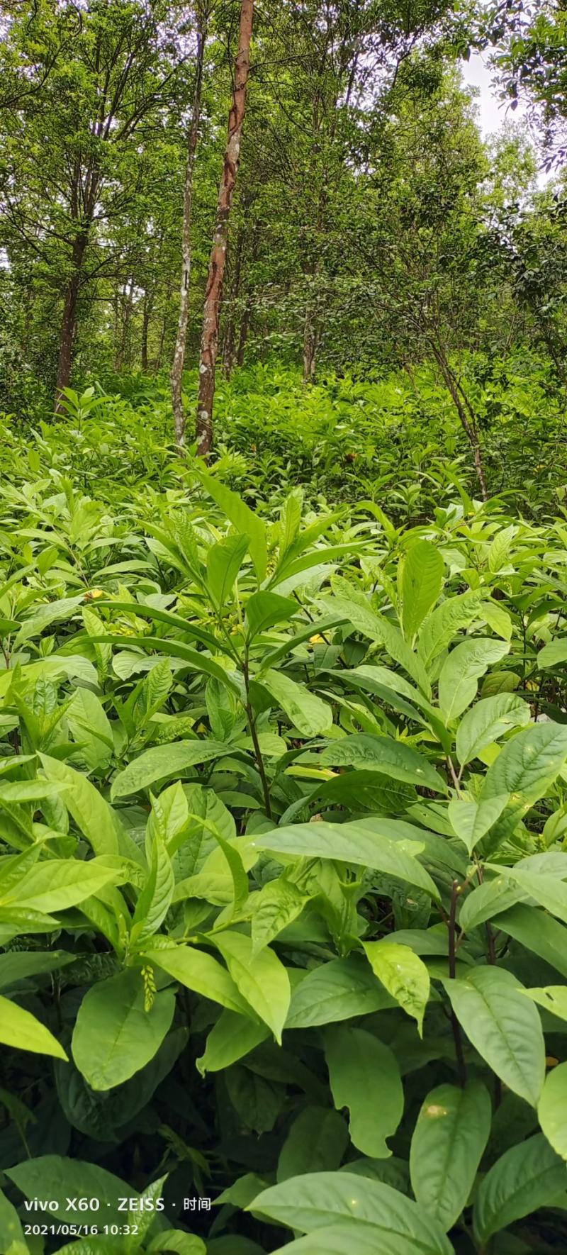 黄花倒水莲黄花倒水莲苗黄花参苗
