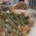黄花倒水莲黄花倒水莲苗黄花参苗