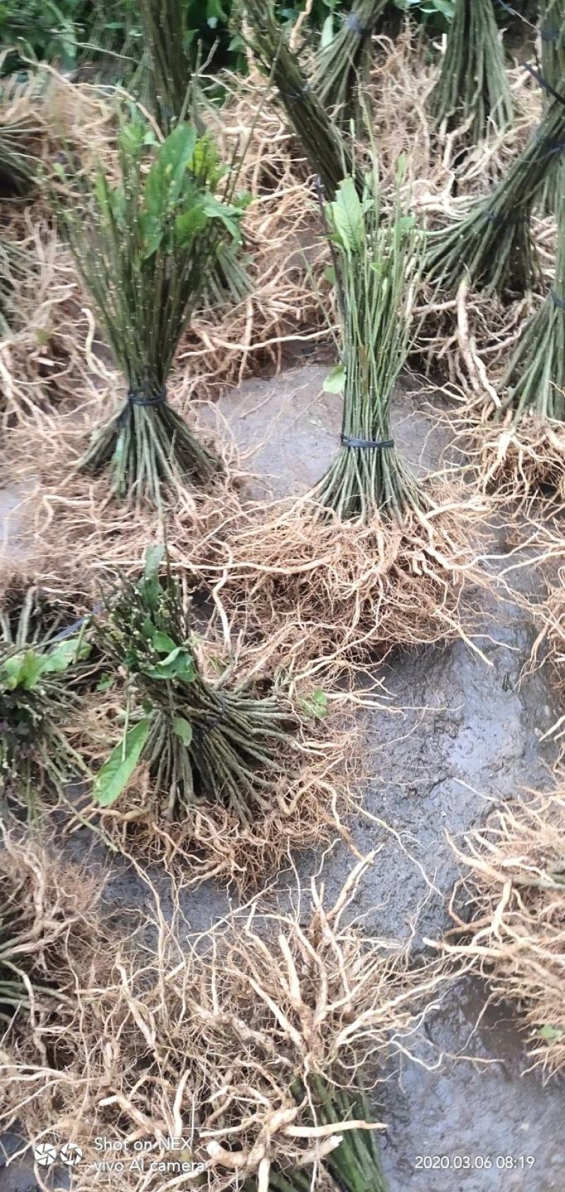 黄花倒水莲黄花倒水莲苗黄花参苗