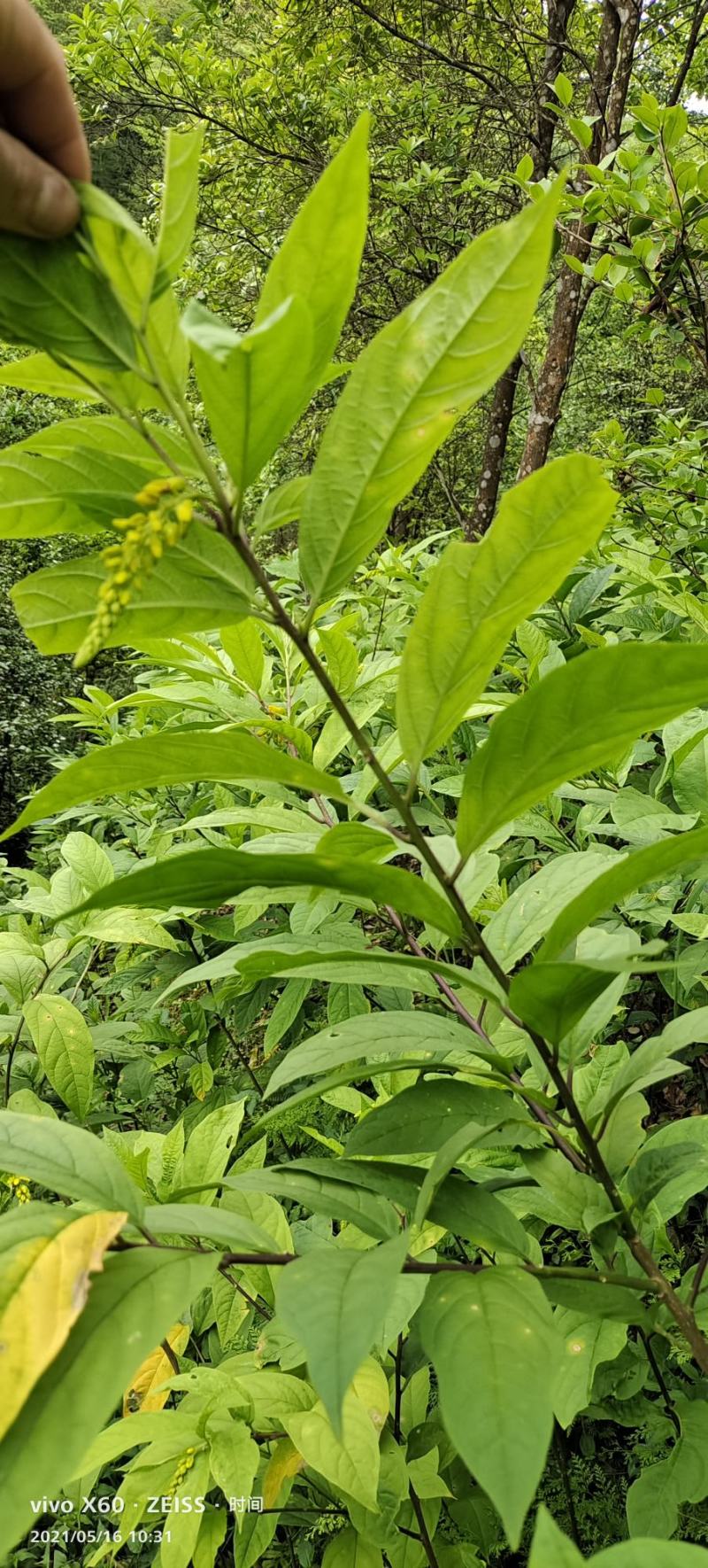 黄花倒水莲黄花倒水莲苗黄花参苗