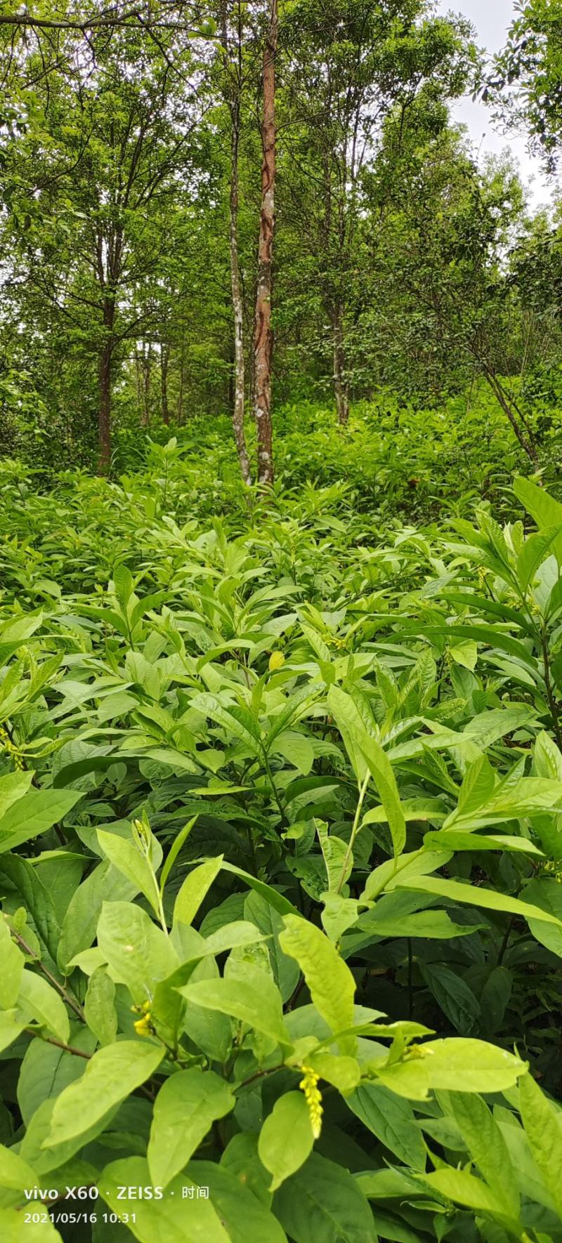 黄花倒水莲黄花倒水莲苗黄花参苗