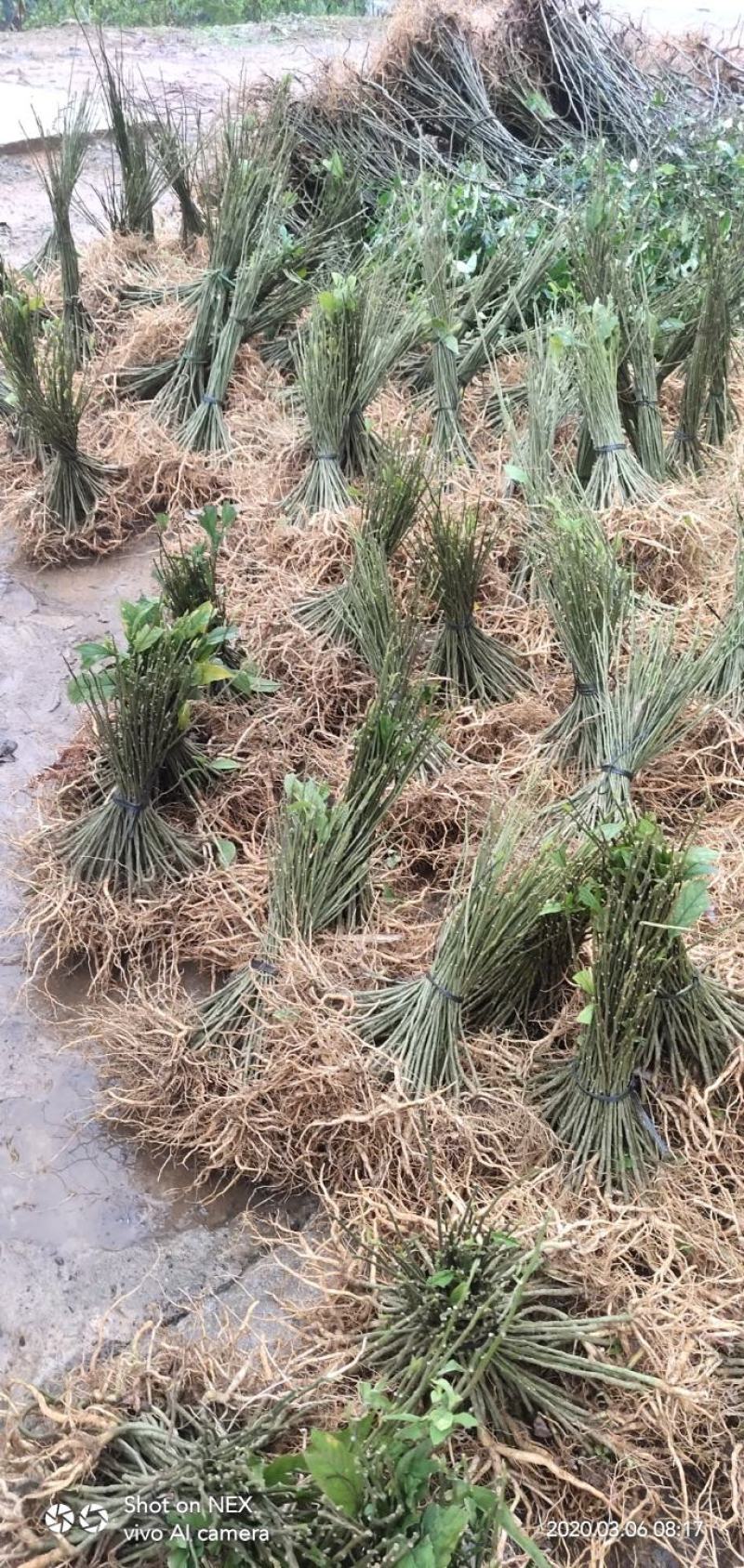 黄花倒水莲黄花倒水莲苗黄花参苗