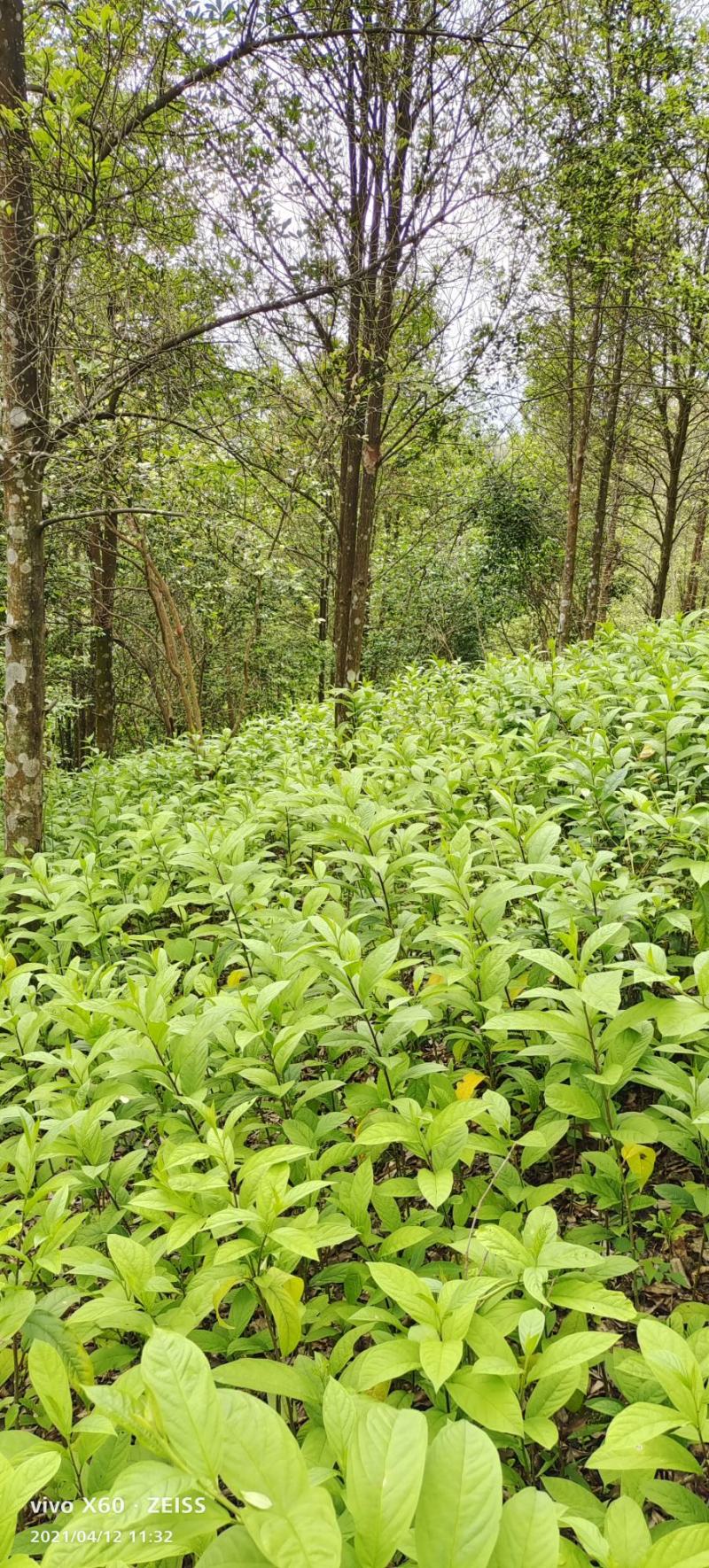 黄花倒水莲黄花倒水莲苗黄花参苗